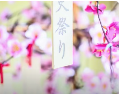 cerezos en flor